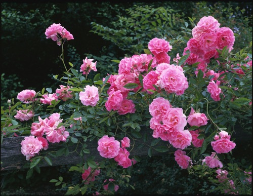 Roses, Reeves-Reed Arboretum, Union County, NJ (MF).jpg
